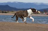 AMSTAFF ADULT 266